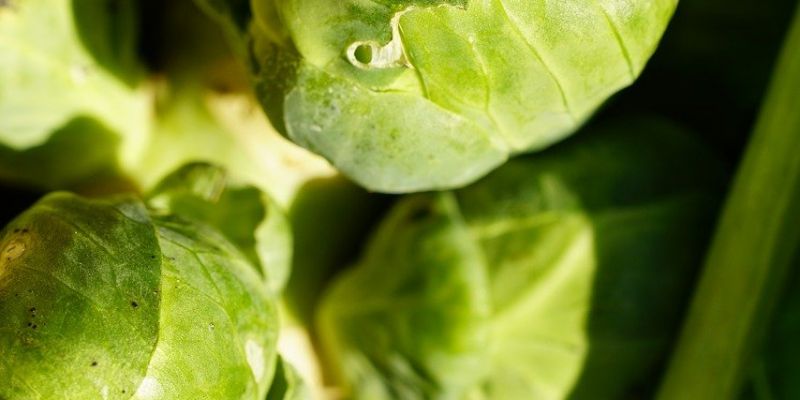 Brussels Sprouts Farm